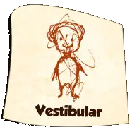 Vestibular Vestibular